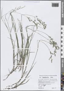 Мятлик разноцветный Besser, Сибирь, Прибайкалье и Забайкалье (S4) (Россия)