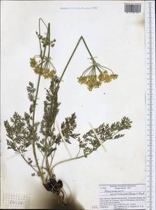 Pteroselinum austriacum (Jacq.) Rchb., Западная Европа (EUR) (Италия)