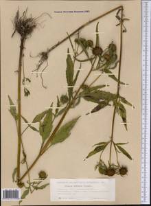 Череда лучистая Thuill., Сибирь, Западная Сибирь (S1) (Россия)