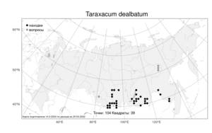 Taraxacum dealbatum, Одуванчик беловатоцветковый Hand.-Mazz., Атлас флоры России (FLORUS) (Россия)