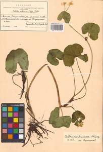Caltha palustris var. minor (Mill.) DC., Сибирь, Дальний Восток (S6) (Россия)