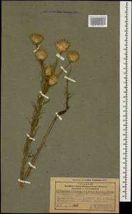 Каллицефалюс блестящий (M. Bieb. ex Willd.) C. A. Mey., Кавказ, Дагестан (K2) (Россия)