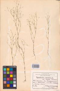 Песколюбочка постенная (L.) Ikonn., Восточная Европа, Южно-Украинский район (E12) (Украина)