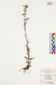 Колокольчик сибирский L., Восточная Европа, Центральный район (E4) (Россия)