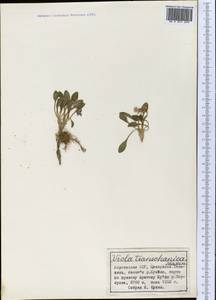 Viola kunawurensis Royle, Средняя Азия и Казахстан, Северный и Центральный Тянь-Шань (M4) (Киргизия)