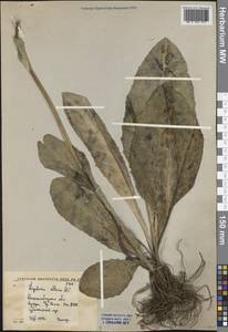 Бузульник алтайский DC., Средняя Азия и Казахстан, Западный Тянь-Шань и Каратау (M3) (Киргизия)