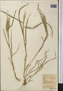 Костер, Средняя Азия и Казахстан, Каракумы (M6) (Туркмения)