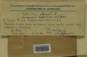 Polytrichastrum alpinum (Hedw.) G.L. Sm., Гербарий мохообразных, Мхи - Дальний Восток (без Чукотки и Камчатки) (B20) (Россия)