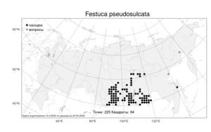 Festuca pseudosulcata, Овсяница ложнобороздчатая Drobow, Атлас флоры России (FLORUS) (Россия)