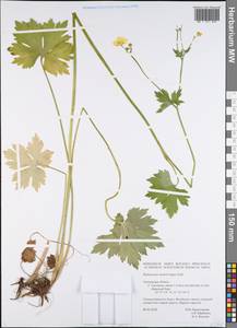 Ranunculus acris subsp. acris, Восточная Европа, Западный район (E3) (Россия)