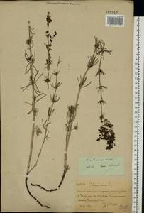 Подмаренник русский Willd., Восточная Европа, Восточный район (E10) (Россия)