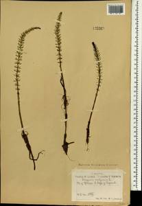 Хвостник обыкновенный, Водяная сосенка L., Монголия (MONG) (Монголия)
