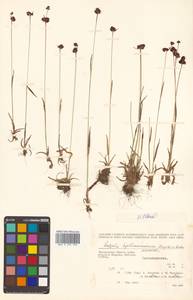 Luzula multiflora subsp. sibirica V. I. Krecz., Сибирь, Чукотка и Камчатка (S7) (Россия)