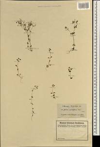 Galium peplidifolium Boiss., Зарубежная Азия (ASIA) (Турция)
