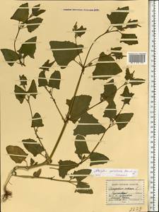 Лебеда лежачая, Лебеда простертая DC., Восточная Европа, Центральный лесостепной район (E6) (Россия)