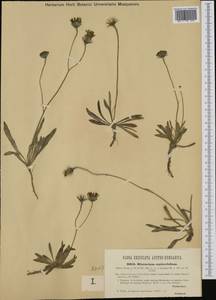 Tolpis staticifolia (All.) Sch. Bip., Западная Европа (EUR) (Венгрия)