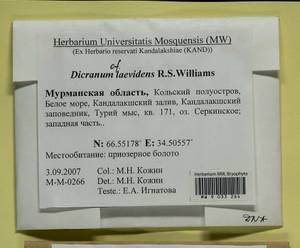 Dicranum laevidens R.S. Williams, Гербарий мохообразных, Мхи - Карелия, Ленинградская и Мурманская области (B4) (Россия)