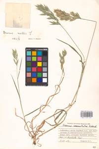 Bromus hordeaceus subsp. hordeaceus, Восточная Европа, Московская область и Москва (E4a) (Россия)