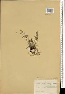 Лапчатка белоснежная, Лапчатка снежная L., Монголия (MONG) (Монголия)