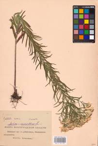 Galatella sedifolia subsp. sedifolia, Восточная Европа, Нижневолжский район (E9) (Россия)