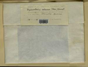 Drepanocladus aduncus (Hedw.) Warnst., Гербарий мохообразных, Мхи - Центральное Нечерноземье (B6) (Россия)