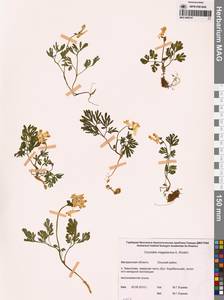 Хохлатка магаданская A.P.Khokhr., Сибирь, Чукотка и Камчатка (S7) (Россия)