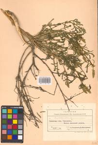 Резеда желтая L., Восточная Европа, Западно-Украинский район (E13) (Украина)