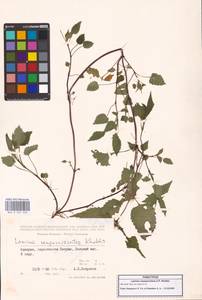 Яснотка белая, Глухая крапива, Кавказ, Грузия (K4) (Грузия)