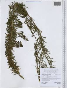 Limbarda crithmoides (L.) Dumort., Западная Европа (EUR) (Италия)