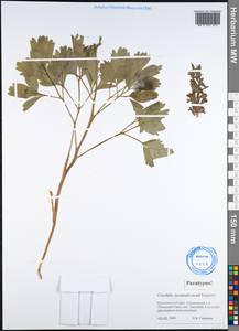 Corydalis lacrimuli-cuculi Stepanov, Сибирь, Алтай и Саяны (S2) (Россия)