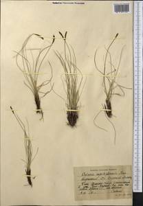 Carex capillifolia (Decne.) S.R.Zhang, Средняя Азия и Казахстан, Северный и Центральный Тянь-Шань (M4) (Киргизия)