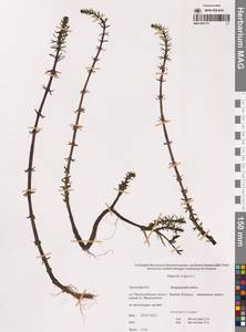 Хвостник обыкновенный, Водяная сосенка L., Сибирь, Чукотка и Камчатка (S7) (Россия)