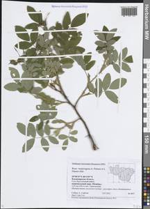 Rosa × majorugosa Palmén & Hämet-Ahti, Восточная Европа, Центральный район (E4) (Россия)