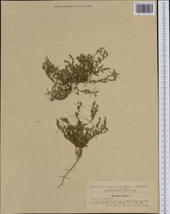 Грыжник голый L., Западная Европа (EUR) (Румыния)