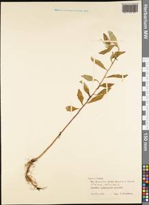 Magnoliopsida, Австралия и Океания (AUSTR) (Французская Полинезия)