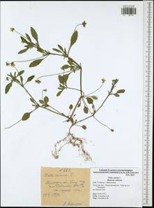 Фиалка собачья L., Восточная Европа, Центральный район (E4) (Россия)