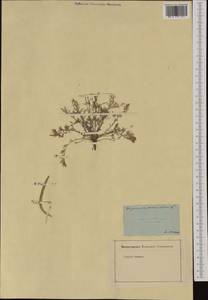 Гипекоум лежачий L., Ботанические сады и дендрарии (GARD)
