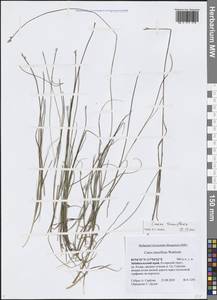Осока тонкоцветковая Wahlenb., Сибирь, Прибайкалье и Забайкалье (S4) (Россия)