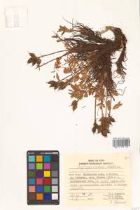 Остролодочник притупленный Matsum., Сибирь, Дальний Восток (S6) (Россия)