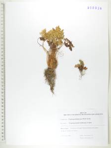 Криптограмма Радде (Fomin) Fraser-Jenk., Сибирь, Дальний Восток (S6) (Россия)