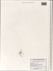 Pseudostellaria himalaica (Franch.) Pax, Зарубежная Азия (ASIA) (КНР)
