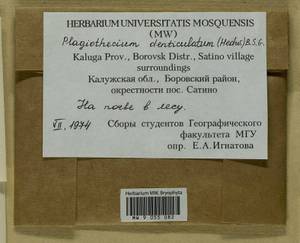 Plagiothecium denticulatum (Hedw.) Schimp., Гербарий мохообразных, Мхи - Центральное Нечерноземье (B6) (Россия)