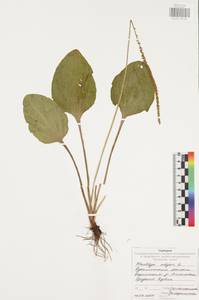 Подорожник большой L., Восточная Европа, Центральный район (E4) (Россия)