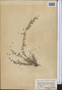 Astragalus mailiensis B.Fedtsch., Средняя Азия и Казахстан, Памир и Памиро-Алай (M2) (Киргизия)