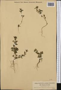 Chaenorhinum litorale subsp. litorale, Западная Европа (EUR) (Хорватия)
