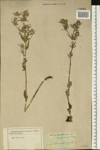 Синеголовник плосколистный L., Восточная Европа, Центральный лесостепной район (E6) (Россия)