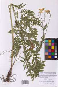 Tanacetum corymbosum subsp. corymbosum, Восточная Европа, Московская область и Москва (E4a) (Россия)