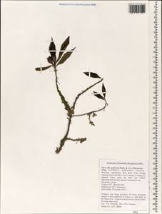 Ficus pyriformis Hook. & Arn., Зарубежная Азия (ASIA) (Вьетнам)