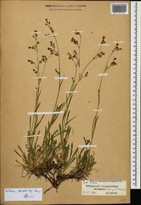 Смолевка наскальная Sims, Кавказ, Ставропольский край, Карачаево-Черкесия, Кабардино-Балкария (K1b) (Россия)