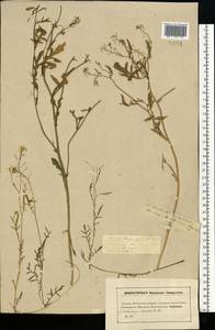 Жерушник лесной (L.) Besser, Восточная Европа, Московская область и Москва (E4a) (Россия)